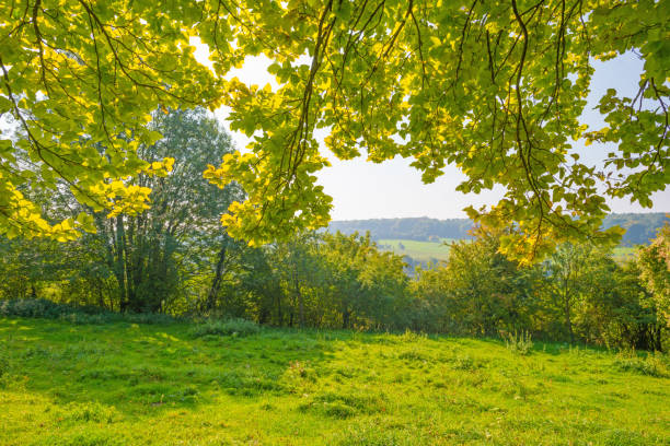 istock Path through a forest in autumn colors in sunlight at fall 855337718