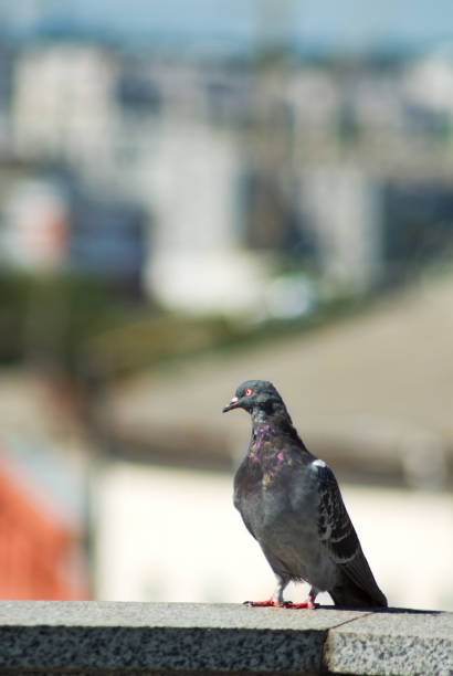 istock image of city pigeon closeup 855338054