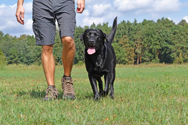 istock Man walk with dog in the park at sunny day. 855338280