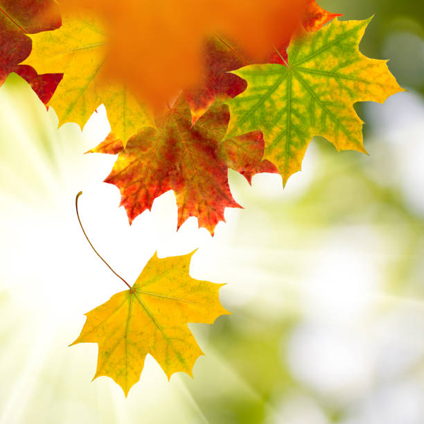 istock image of dry autumn leaves closeup 855340718