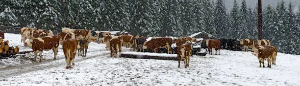 cattles on a snowy meadow with driving snow, Tirol, Austria