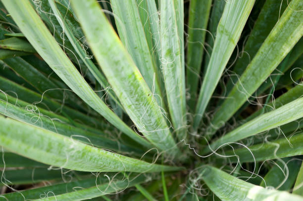 istock agave in a tropical garden 855341780