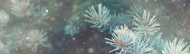 istock Snow fall in winter forest. Christmas nature magic banner 855342332