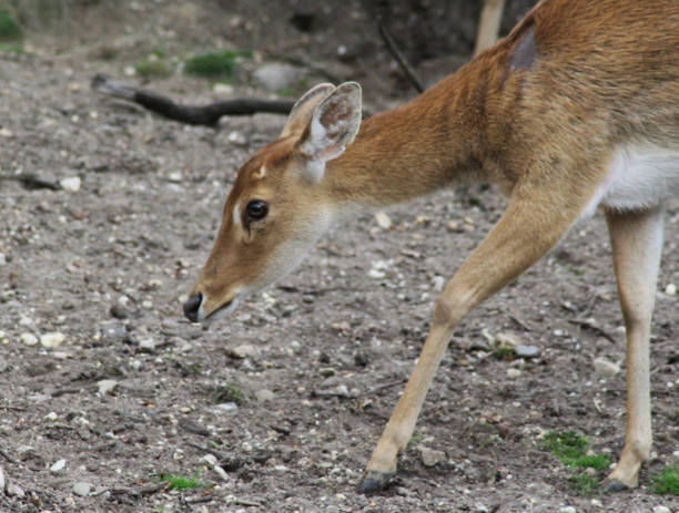 jeleń elda (panolia eldii) - brow antlered deer zdjęcia i obrazy z banku zdjęć