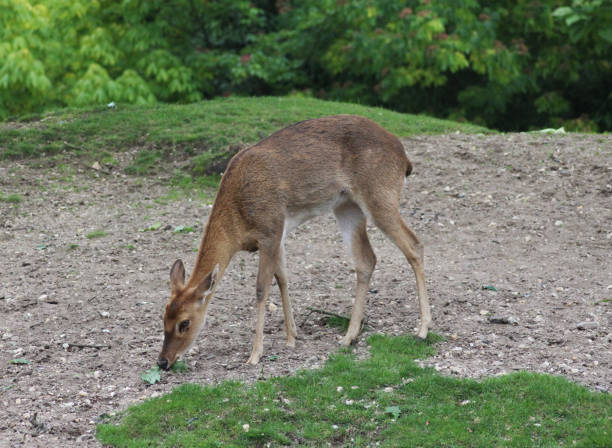 ターミンジカ (panolia eldii) - brow antlered deer ストックフォトと画像