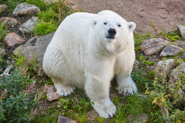istock Polar bear in the wilderness. Wildlife animal background. 855342790