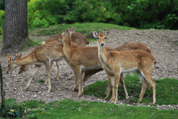 ターミンジカ (panolia eldii) - brow antlered deer ストックフォトと画像