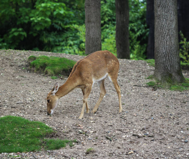 jeleń elda (panolia eldii) - brow antlered deer zdjęcia i obrazy z banku zdjęć