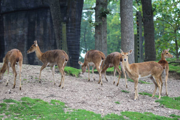 ターミンジカ (panolia eldii) - brow antlered deer ストックフォトと画像