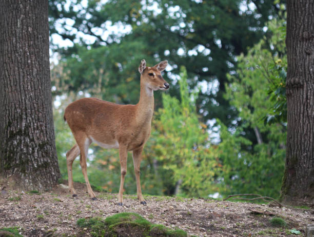 jeleń elda (panolia eldii) - brow antlered deer zdjęcia i obrazy z banku zdjęć