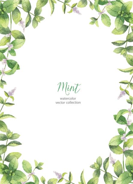 Peppermint Rustic Border Peppermint Border Illustrations, Royalty-Free Vector Graphics & Clip ...