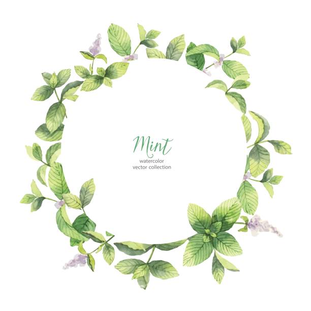 Peppermint Rustic Border 1,000+ Peppermint Border Stock Illustrations, Royalty-Free Vector ...