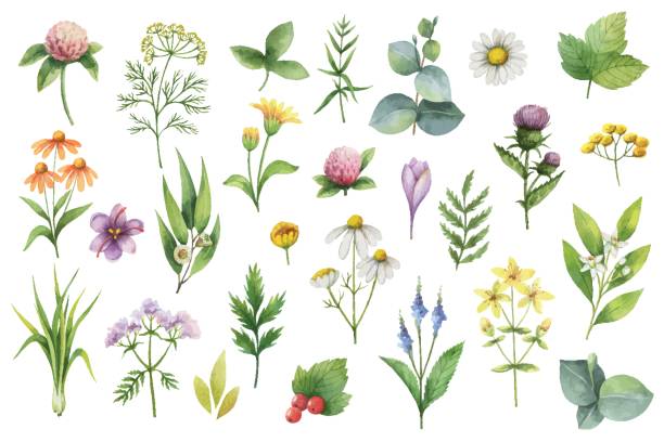 istock Hand drawn vector watercolor set of herbs and spices. 855345492