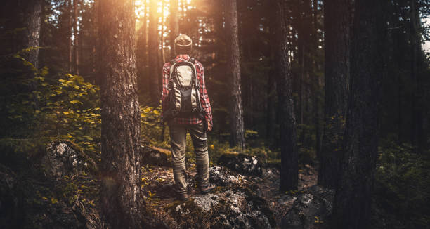 istock Traveler walking alone in the misty forest at sunset 855345618