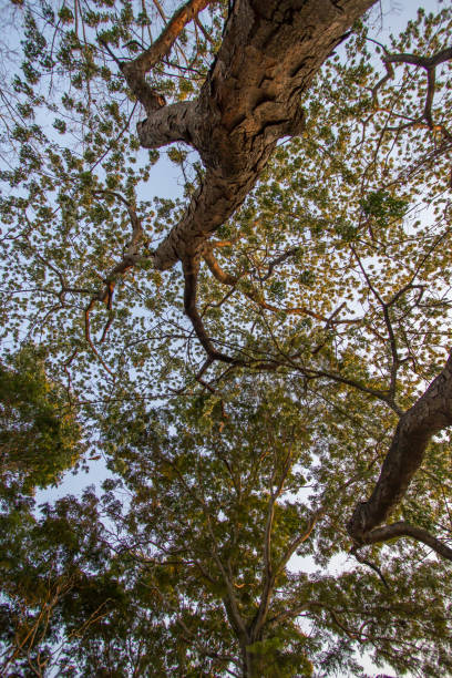 istock Albizia lebbeck(Siris tree,Woman's tongue,Mimosa lebbeck) trees 855346090