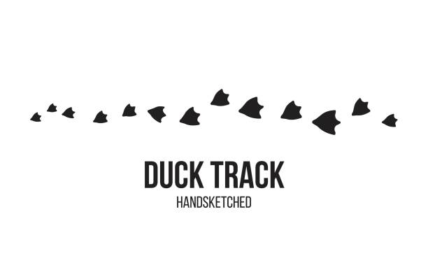 격리 된 오리 발자국 및 트랙 - duck stock illustrations