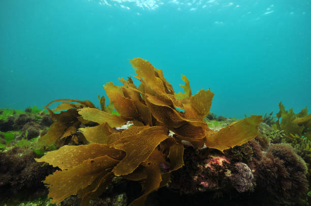 Small Ecklonia brown kelp stock photo