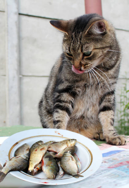 istock Funny cat looking at the fish and licking his chops 855353066