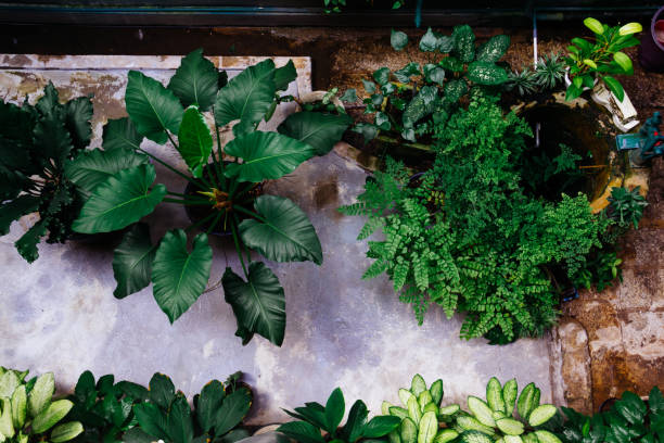 istock Ornamental plants in garden 855353222
