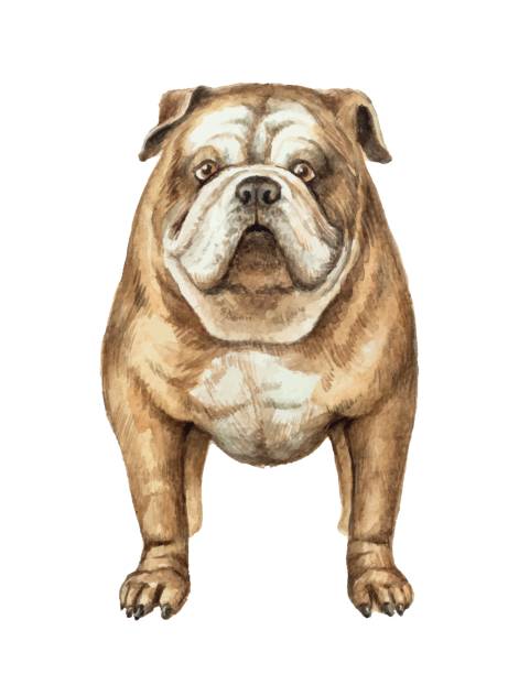 ilustraciones, imágenes clip art, dibujos animados e iconos de stock de vector de acuarela bulldog inglés aislado sobre fondo blanco. - paint can