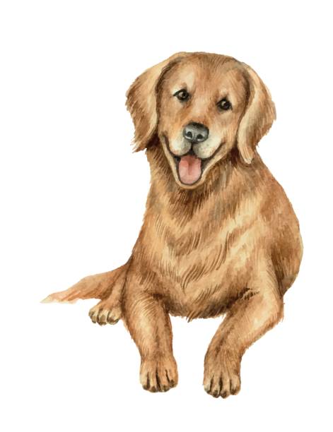 aquarell vektor-apportierhund isoliert auf weißem hintergrund. - agility stock-grafiken, -clipart, -cartoons und -symbole