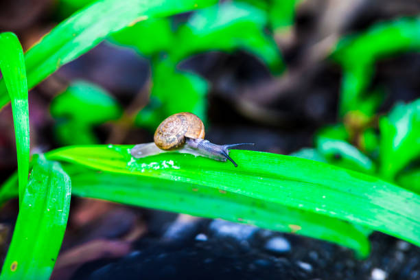 istock Snail on the green leaves 855367032