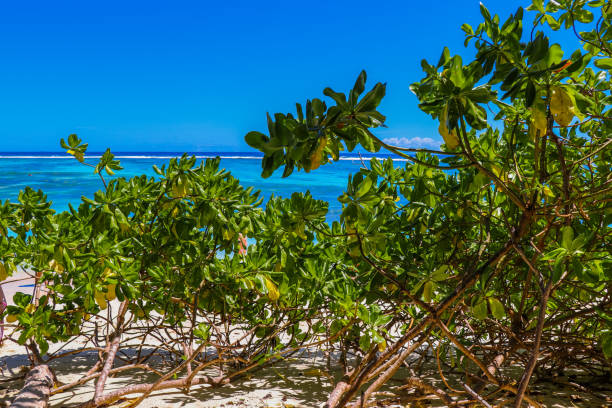 istock Anse Source D'Argent paradise beach - the most beautiful beach in the world. La Digue island. Indian ocean. Seychelles. East Africa 855367946