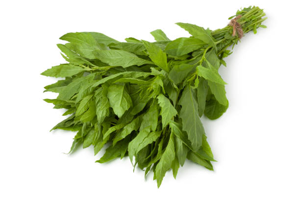 istock Bunch of fresh epazote 855369848
