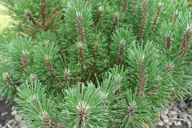istock Green needles on branches of Pinus mugo 855371158