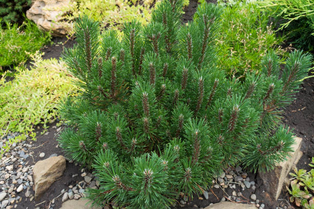istock Small Pinus mugo tree in the rockery 855371180
