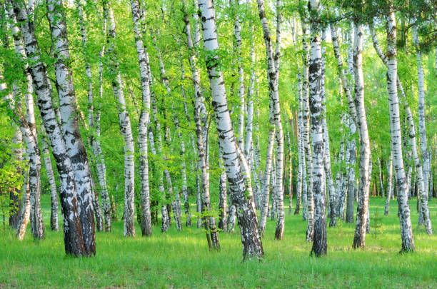 istock birch grove in the forest in the early morning, tree trunks, summer. 855372738