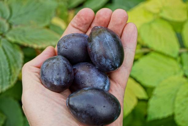 istock Blue big plums on an open palm with leaves 855375092