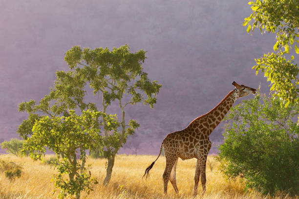 Animal giraffe African wildlife safari woodland nature mountain Kruger game drive stock photo