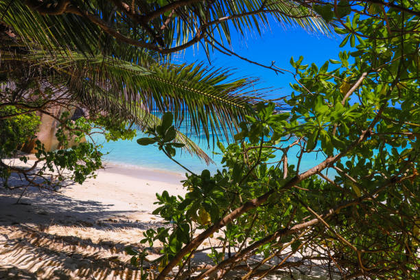 istock Anse Source D'Argent paradise beach - the most beautiful beach in the world. La Digue island. Indian ocean. Seychelles. East Africa 855379476