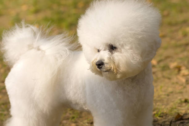 istock Bichon Frize dog close-up 855379710