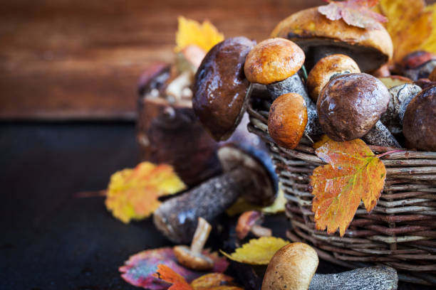 istock Autumnal wild forest edible mushrooms 855382558