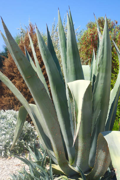 istock Agave cactus in garden 855388660