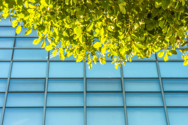 istock Details of a modern office building with leaves 855389776