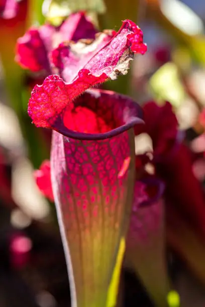 Close up of carnivorous plant Sarracenia Juthatip Soper, pitcher flower plant in macro in sunny daylight