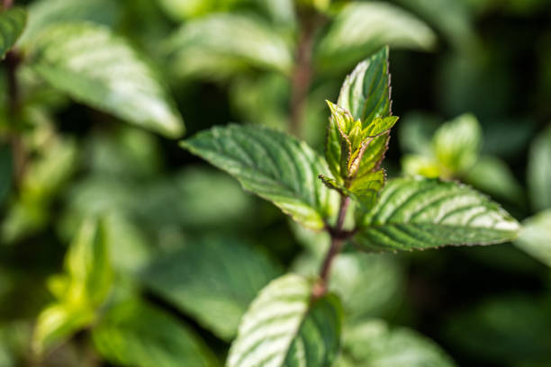 closeup of mint bud from the family of aromatic plants in perennial garden for its natural green foliage or beautiful wallpaper, blurred background