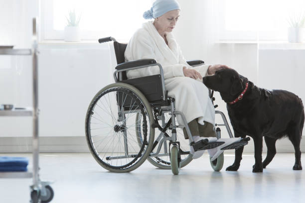 Dog assisting disabled senior woman Dog assisting disabled senior woman sitting with dressing-gown in wheelchair animal therapy stock pictures, royalty-free photos & images