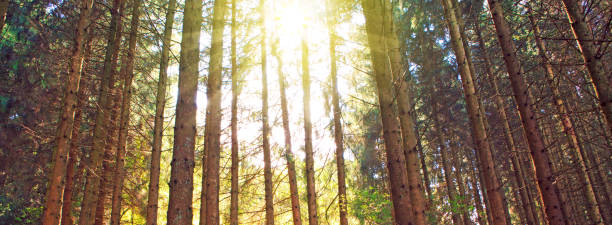 istock Sun shines through the trees in the pine forest 855400674
