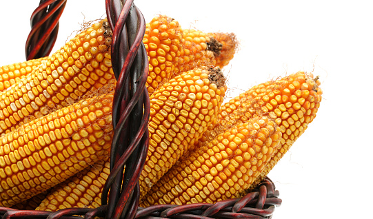 ear of dried, unshucked corn with piles of corn kernels，white background