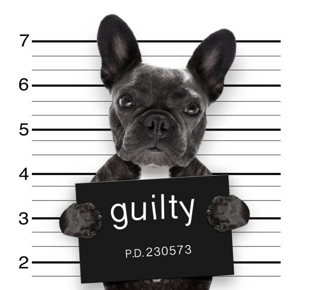 mugshot dog at police station criminal mugshot of french bulldog dog at police station holding guilty placard , isolated on background mugshot dog stock pictures, royalty-free photos & images