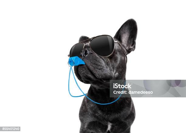 Perro Con Silbato De Árbitro Foto de stock y más banco de imágenes de Perro - Perro, Entrenador, Humor