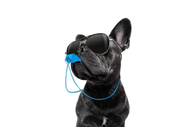 referee arbitrator umpire french bulldog dog blowing blue whistle in mouth , isolated on white background