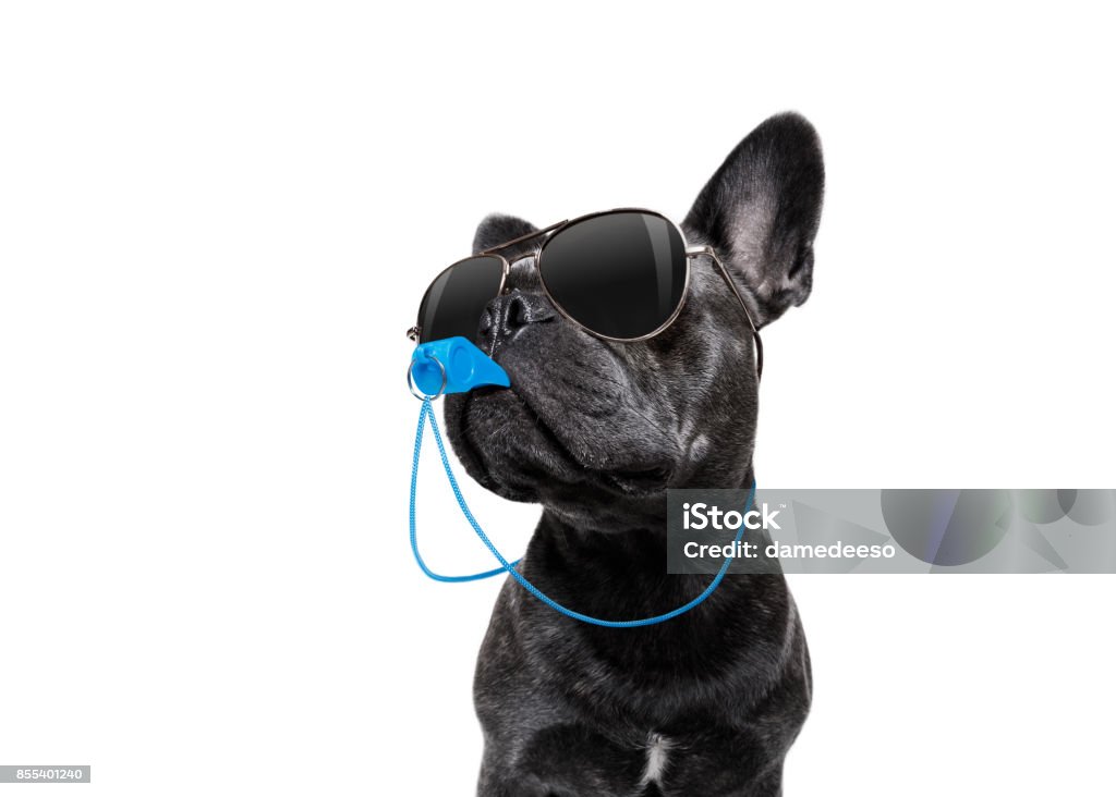 Cão de árbitro com apito - Foto de stock de Cão royalty-free