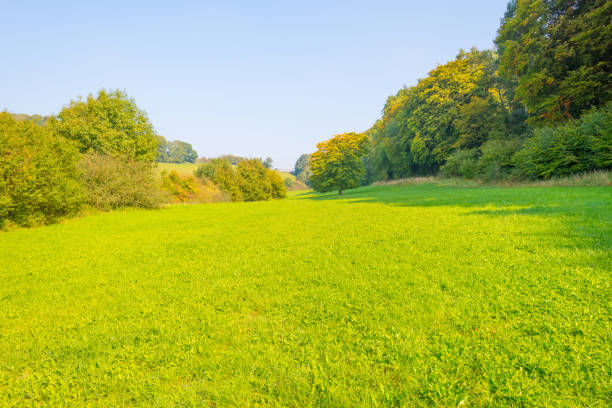istock Panorama of a green meadow on a hill in sunlight at fall 855401720