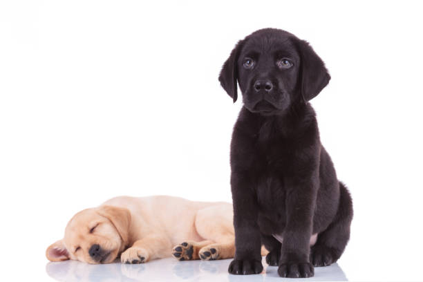 Two cute puppies on a soft cozy cream blanket. Cute little dogs of the golden retriever breed on a beige background. Playful pets