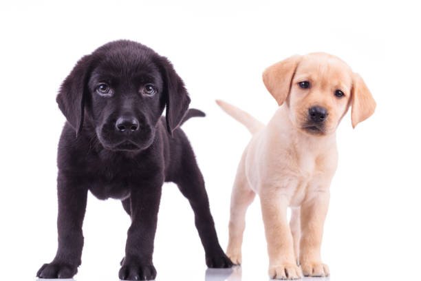 istock two curious little labrador retriever puppies standing 855404564